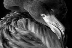 Jerry-Deutsch-Stretch-March-2025-Digital-Mono-Master-1st-Place