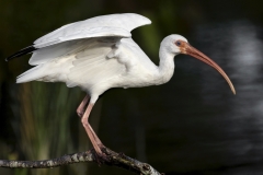 Jerry-Deutsch-White-Ibis-Dec-2024-Digital-Color-Master-Award