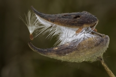 Jerry-Deutsch-Yummmm-May-2025-Digital-Color-Master-Medal