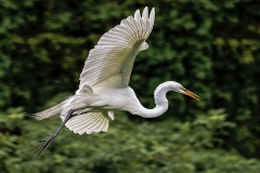 Joe-Ferraro-In-Flight-May-2025-Digital-Color-Master-2nd-Place