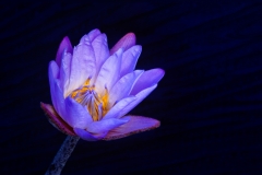 Joe-Ferraro-Let-the-light-shine-on-me-Jan-2025-Digital-Color-Master-Merit