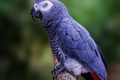 Joe-Ferraro-Polly-wants-Advanced-Cracker-Jan-2025-Digital-Color-Master-1st-Place