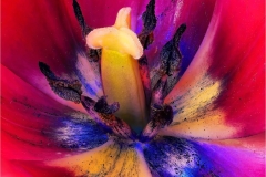 Joel-Goldberg-Inside-the-Tulip-May-2025-Digital-Color-Master-1st-Place