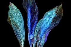 Joel-Goldberg-Inverted-Macro-Weed-May-2025-Digital-Color-Master-Award