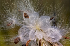 Joel-Goldberg-Milkweed-Fireworks-Jan-2025-Digital-Color-Master-Award