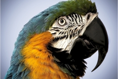 Joel-Goldberg-Parrot-Profile-Nov-2024-Digital-Color-Master-Award