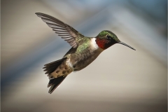 Joel-Goldberg-THE-HUMMERS-ARE-BACK-May-2025-Digital-Color-Master-Award