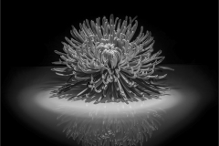 Lilia-Maloratskiy-Chrysanthemum-Symmetry-and-Light-Dec-2024-Digital-Mono-Master-3rd-Place