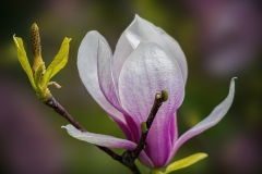 Lilia-Maloratskiy-Lily-Magnolia-Flower-May-2025-Digital-Color-Master-Medal