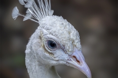 Lilia-Maloratskiy-Majestic-Elegance-The-Grace-of-the-White-Peacock-Jan-2025-Digital-Color-Master-Award