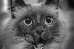 Lilia-Maloratskiy-Monya-The-Cat-March-2025-Digital-Mono-Master-2nd-Place