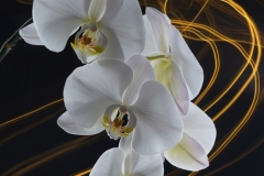 Lilia-Maloratskiy-Moth-Orchid-with-Long-Exposure-Light-Painting-April-2025-Digital-Color-Master-Award
