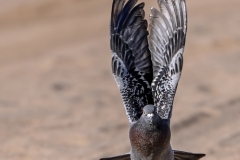 Lilia-Maloratskiy-Pigeon-Take-off-May-2025-Digital-Color-Master-Award