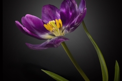 Lilia-Maloratskiy-Purple-Tulip-March-2025-Digital-Color-Master-3rd-Place
