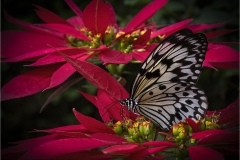 Lilia-Maloratskiy-Tree-Nymph-Butterfly-on-Red-Poinsettia-Flower-Jan-2025-Digital-Color-Master-Award