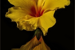 Lilia-Maloratskiy-Yellow-Hibiscus-Reflection-Sep-2024-Color-Master-2nd-Place