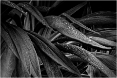 Marilyn-Baldi-After-the-Rain-4-May-2025-Digital-Mono-Master-2nd-Place