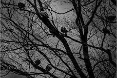 Marilyn-Baldi-Ominous-for-Hitchcock-Jan-2025-Digital-Mono-Master-2nd-Place