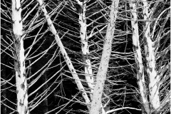 Mark-Schwartz-Bleached-Trees-Sep-2024-Mono-Master-Award