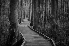 Mark-Schwartz-Congaree-National-Park-Dec-2024-Digital-Mono-Master-Award