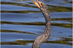 Mark-Schwartz-Speared-Dec-2024-Digital-Color-Master-Merit