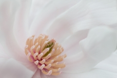Susan-Boston-Magnolia-Stellata-May-2025-Digital-Color-Master-Medal