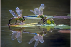 Eadie-Fuentes-Dragonflies-Sep-2024-Color-Salon-Merit