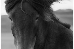 Eadie-Fuentes-Icelandic-Horse-Jan-2025-Digital-Mono-Salon-1st-Place
