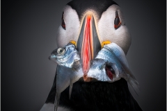 Eadie-Fuentes-Puffin-with-Fish-Nov-2024-Digital-Color-Salon-2nd-Place