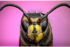 Eadie-Fuentes-Yellow-jacket-Jan-2025-Digital-Color-Salon-1st-Place