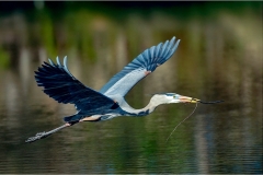 Herbert-Zaifert-Heading-back-to-the-nest-May-2025-Digital-Color-Salon-Medal
