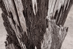 Martin-Sicular-Tree-Textures-Jan-2025-Digital-Mono-Salon-2nd-Place