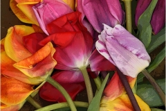 Nancy-Dieker-Forgotten-Tulips-May-2025-Digital-Color-Salon-1st-Place
