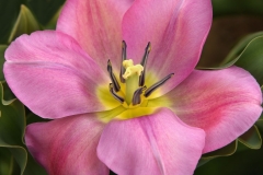 Nancy-Dieker-Pink-Tulip-May-2025-Digital-Color-Salon-Award