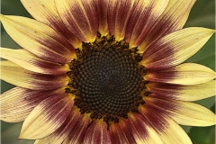 Nancy-Dieker-Vintage-Garnet-Star-March-2025-Digital-Color-Salon-Award