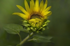 Terry-Pilitzer-Sunflower-Sep-2024-Color-Salon-Award