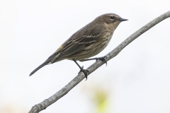 Bernie-Solomon-Bird-on-Branch-2-Dec-2025-Digital-Color-Open-Advanced-Award