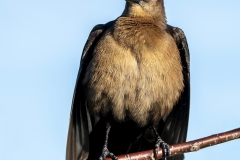 Bernie-Solomon-DSC-0731-Jan-2026-Digital-Color-Open-Advanced-2nd-Place