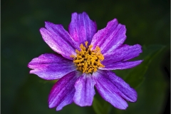 Bernie-Solomon-Garden-Cosmos-Jan-2026-Digital-Color-Open-Advanced-Award