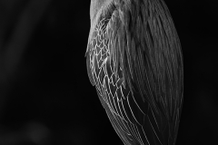 Bernie-Solomon-Green-Heron-BW-2-Dec-2025-Digital-Mono-Open-Advanced-2nd-Place