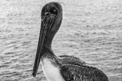 Bernie-Solomon-Pelican-BW-Mar-2026-Digital-Mono-Open-Advanced-Medal