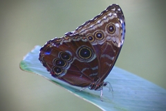 Eric-Arolick-Butterfly-Oct-2025-Digital-Color-Open-Advanced-Medal