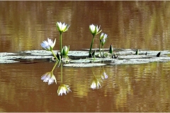 Eric-Arolick-Water-Lilies-Nov-2025-Digital-Color-Reflections-Advanced-Award