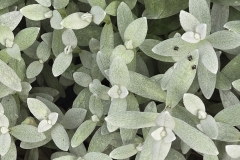 Fred-Decovsky-This-would-make-Advanced-nice-wallpaper-pattern-minus-the-bugs-of-course.-Mar-2026-Digital-Color-Open-Advanced-Medal