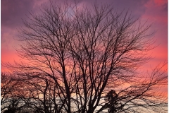 Ira-Brodsky-Spectrum-Mar-2026-Digital-Color-Open-Advanced-Medal