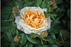 Jerome-Steiner-FLOWER-AND-BUDS-Dec-2025-Digital-Color-Open-Advanced-Award