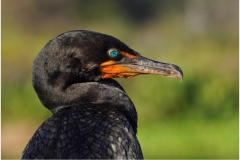 Jerome-Steiner-JUST-LOOKING-27282465-Dec-2025-Digital-Color-Open-Advanced-1st-Place