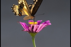 Jim-Kochis-Butterfly-Portrait-Oct-2025-Digital-Color-Open-Advanced-Award