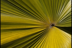 Jim-Kochis-Palm-Abstract-Mar-2026-Digital-Color-Open-Advanced-3rd-Place