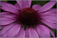 Jim-Kochis-Purple-Beauty-Mar-2026-Digital-Color-Open-Advanced-2nd-Place